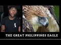 Life of The Endangered Great Philippines Eagle Reaction