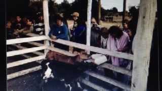 Granja Educativa Lecheria Los Maitenes, Colchagua