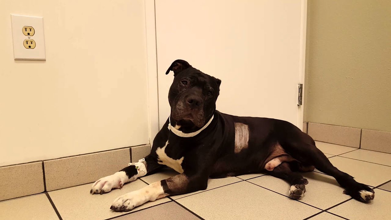 Smokie Doped Up @ the vet hospital - 11.04.2015 - YouTube