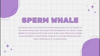 Group 1 | project English (Sprem whale) 