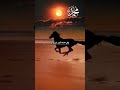 هل تدرون إذا صليت على الرسول صلى الله عليه وسلم ماذا يحدث موعضه أدعموني بإشتراك جزاكم الله خيرا