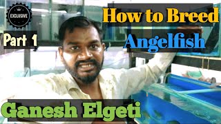 How to breed Angelfish | Breeding Angelfish | Ganesh Elgeti | Breeding angelfish for profit | Angels
