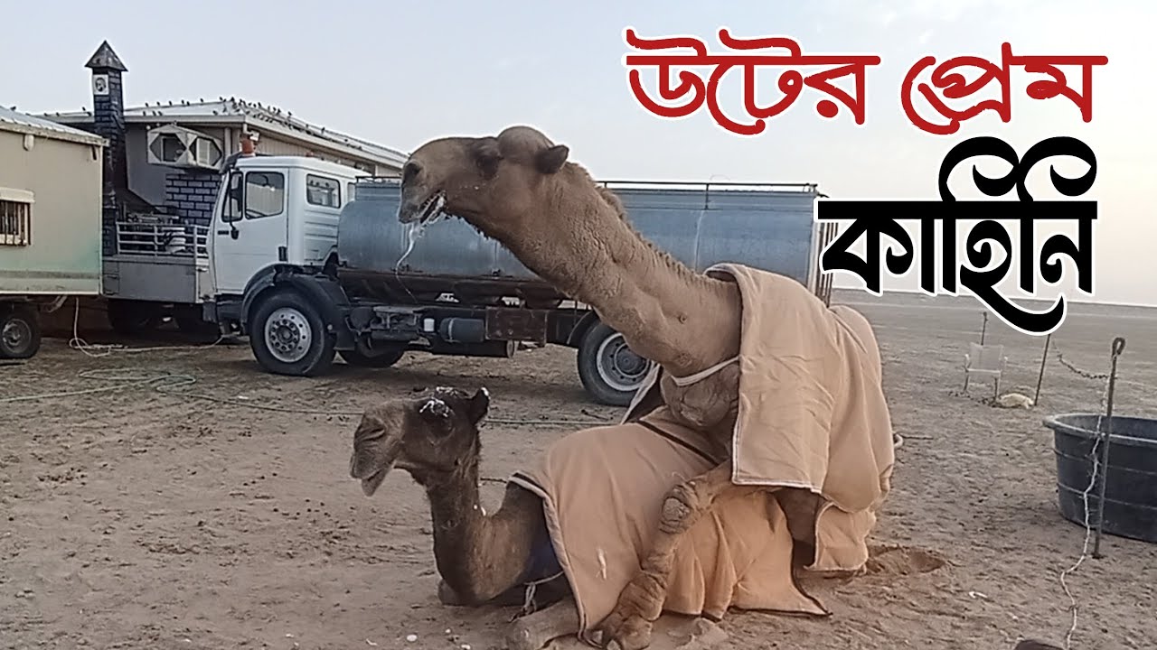 Camel mating with Female camel || Camel love time || Camels video || animals video || HD Animal Life