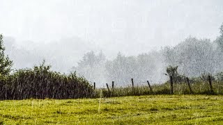 Rainy Field Screensaver (No Sound) — 4K UHD