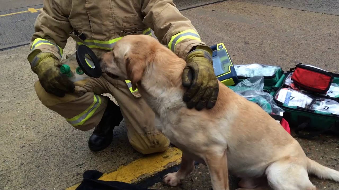Firefighters receive lifesaving oxygen masks for pets YouTube