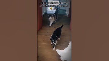 😺 Crazy Catnip Party: When Kittens Go Wild! 😼 | Daily Dose Charming