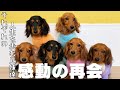 【夢が叶った】それぞれの人生を歩んでいた子犬達が1年振りに集まった