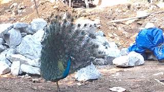 dancer peacock