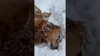 Snow 🧼