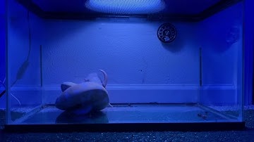 Warning: Live Ball Python Feeding! (RAT TRIES TO ESCAPE) (MUST WATCH)