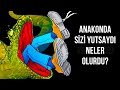 Bir Anakonda Tarafından Yutulsaydınız Neler Olurdu?