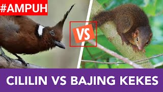 TERAPI BURUNG MACET BUNYI AMPUH|MASTERAN CILILIN DAN BAJING KEKES