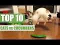 TOP 10 CATS vs CUCUMBERS