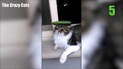 TOP 10 CATS vs CUCUMBERS