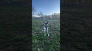 Pointer Dog ZOOMIES!   #puppy #doglover #funnyvideo #zoomies #pointerdog #gsp #dog