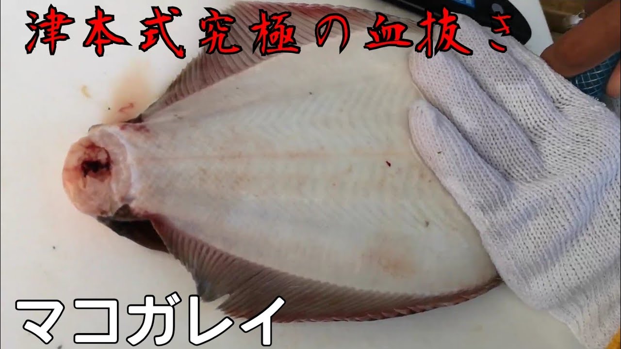 38 津本式血抜き練習 マコガレイ カレイ Youtube