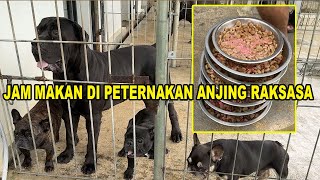 Jam Makan Si Peternakan Anjing Raksasa Terbesar DI Pulau Jawa