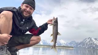 Lake Trout Jackson lake Wyoming