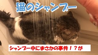 【猫と暮らす】猫のシャンプー中にまさかの？ by チクchannel 745 views 3 years ago 4 minutes, 31 seconds