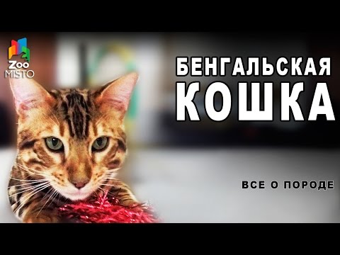 Бенгальская Кошка -  Все о породе