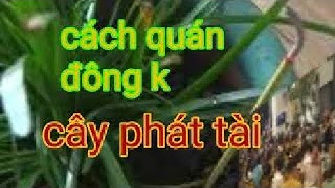 cách giúp quán đông khách - cây kéo khách - cây cầu tài - cây phong thủy