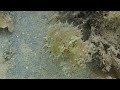 карликовая каракатица
