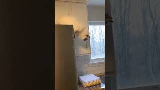 HILARIOUS CAT FAILS THAT WILL MAKE YOU CRINGE...