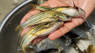 গুলশা ও টেংরা মাছের উন্নত চাষ পদ্ধতি || গুলসা, টেংরা মাছের পুকুরে গ্যাস দূর করার নিয়ম || মাছ চাষ