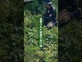 草を生やすと、蚊が増える。本当に見るべきなのは草そのものではなく、水・風・湿度・土の状態です。草をなくせば解決するのではなく、蚊が増える条件を知ることが大切です。
