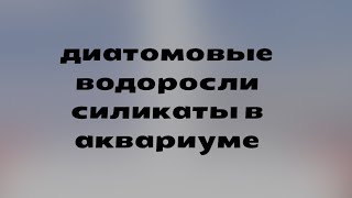 Частый гость в аквариуме у многих) формула силикатов sio3 )))