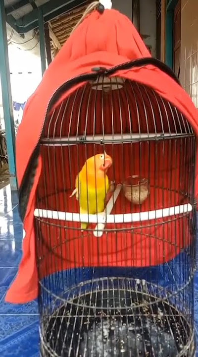 masteran love birt figter
