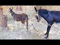 Male Donkey Mating With Female Donkey Natural Farm Behavior Animals Male Donkey Mating With Female Donkey Natural Farm Behavior Animals