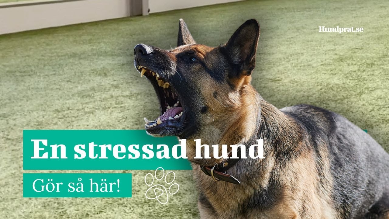 Hundträning för en stressad hund