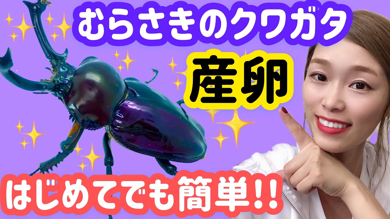 ニジイロクワガタ はじめての方でも簡単 紫色のニジイロクワガタの産卵セットを組んでいく Youtube ニジイロクワガタ はじめての方でも簡単 紫色のニジイロクワガタの産卵セットを組んでいく Youtube