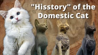 Hisstory of the Domestic Cat
Are cats actually domesticated or have they just decided that they like living with us? Some may say the phrase domestic cat is an oxymoron, but however you look at it, humans and cats have been living together for thousands of years. So long in fact, we arent exactly sure when it started. They have been called civilizations pet, gods in ancient Egypt, and demonized by the Catholic Church. Join us for this livestream as we explore humanitys long history with felines.
Special Guests:
Alex Garver of Alexs Feline Training & Behavior Consulting
Polly Smith, Production Manager for the Amazing Acro-Cats
Donations are appreciated: www.negahc.org/donate
Follow us on Facebook and Instagram!
Instagram.com/negahistorycenter
Facebook.com/negahc
Check out our FREE Digital Programs for all Georgia teachers at www.negahc.org/digital
Become a Member to enjoy weekly Members-Only digital programs at www.negahc.org/member Hisstory of the Domestic Cat