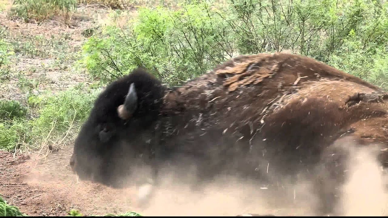 wildlife videographer jobs Texas WIld: Bison Bull Wallowing Caprock Canyon State Park .mp4