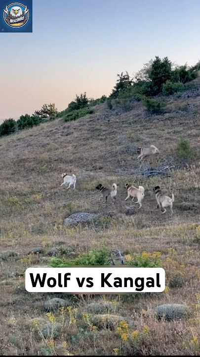 Kangal vs Wolf Real Showdown | Who Wins the Fight?