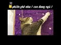 🐱Cái Thằng : " Mặt Dầy!"😂😂