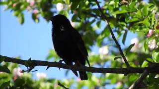 Starling imitating other birds and sounds