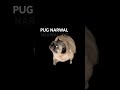Pugwarl