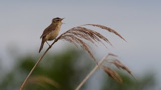 いきものの音声の世界・コヨシキリの鳴き声（鳥類・約5分）・４K撮影