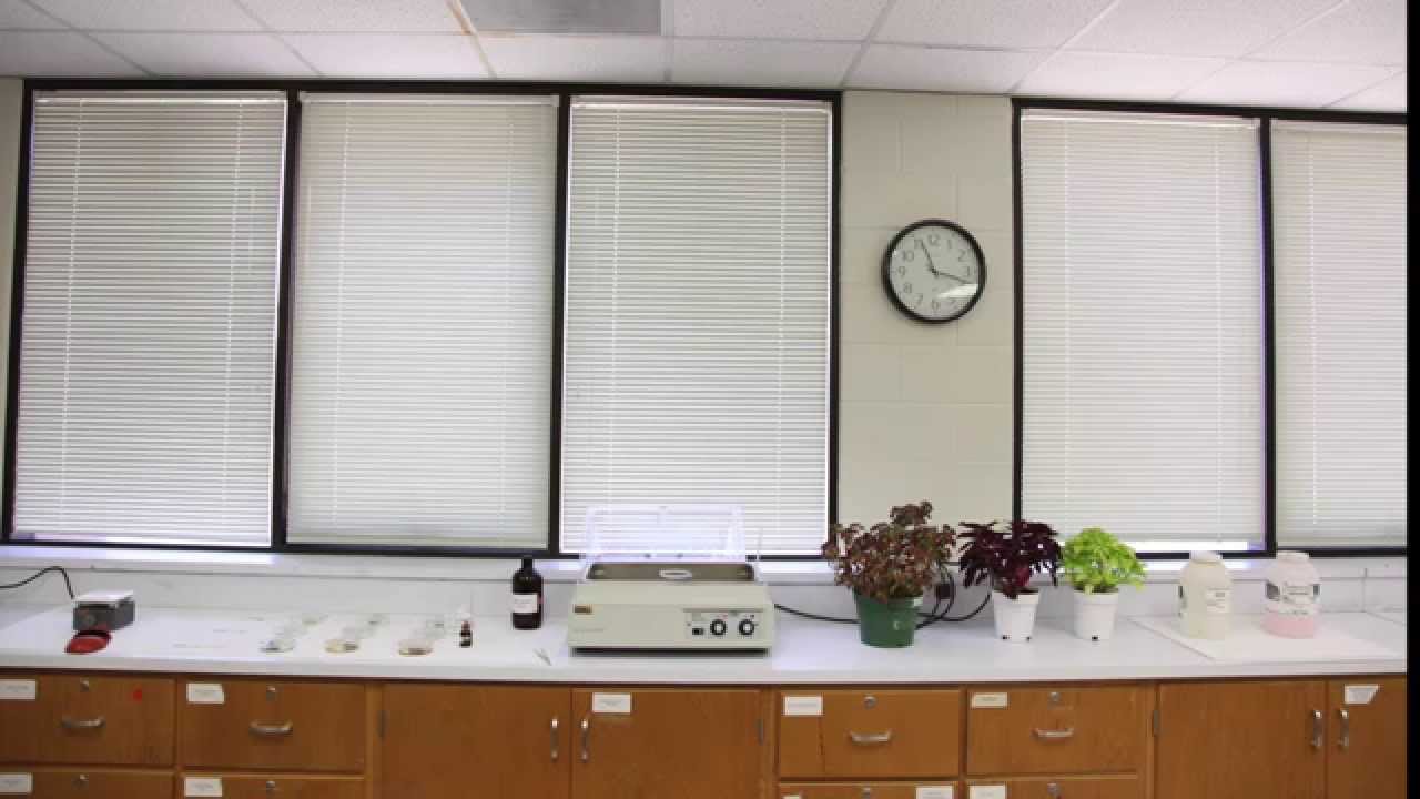 Testing For Starch In Coleus Leaves video editing software free