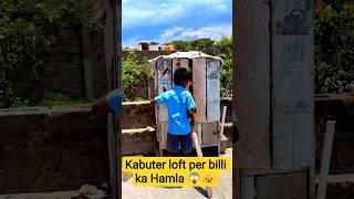 Kabuter Loft Per Billi Ka Hamla 😺😱...#viral #cat #attack #billi #kabutar #trending #short #minivlog