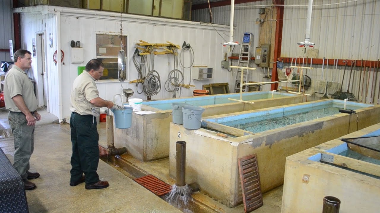 Striped bass stocking hatchery california - Xxx porno tube Best porno Men orgasm multiple loud