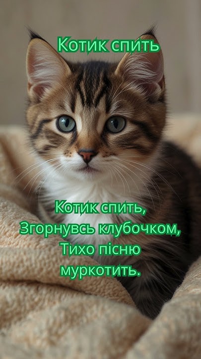 Котик спить #киця #котик #киці #милікоти #коти #кіт #кицюня #кошенятко ...