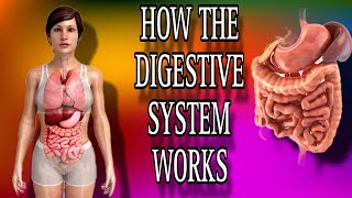 HOW THE DIGESTIVE SYSTEM WORKS