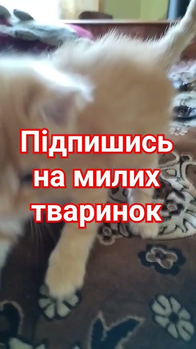 Котик і песик - YouTube