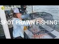 Sustainable spot prawn fishing in B.C.