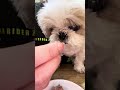 名犬定食 #dog #シーズー