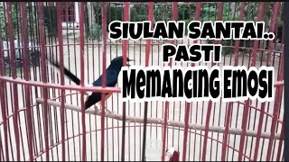 SIULAN SANTAI.!! MEMANCING EMOSI LAWAN